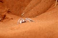Dancing white lady spider - Namibia Africa Royalty Free Stock Photo