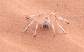 Dancing White Lady Spider, Namibia, Africa Royalty Free Stock Photo