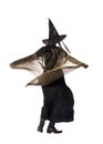 Dancing witch Royalty Free Stock Photo