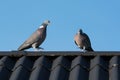 Dancing wood pigeons