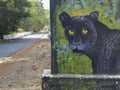 Dandeli, Karnataka, India 18th May 2019 : A black panther, black-coated version of leopard, Panthera pardus, or jaguar, Panthera