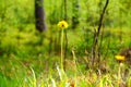 dandeliion in the forest Royalty Free Stock Photo