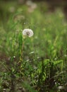 Dandelion in grass Royalty Free Stock Photo