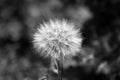 Dandelion Royalty Free Stock Photo