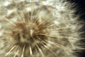 Dandelion Royalty Free Stock Photo