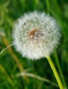 Dandelion Royalty Free Stock Photo