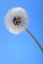 A Dandelion