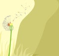 Dandelion