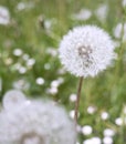 Dandelion Royalty Free Stock Photo