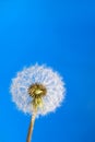 Dandelion Royalty Free Stock Photo