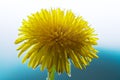 Dandelion Royalty Free Stock Photo
