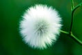 Dandelion Royalty Free Stock Photo