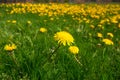 Dandelion