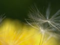 Dandelion Royalty Free Stock Photo