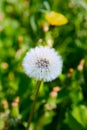 Dandelion abstract background Royalty Free Stock Photo