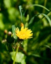 Dandelion abstract background Royalty Free Stock Photo