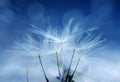 Dandelion abstract background