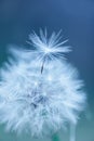 Dandelion abstract background.