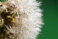 Dandelion abstract background. Shallow depth of field.