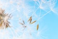 Dandelion abstract background. White blowball over blue sky Royalty Free Stock Photo