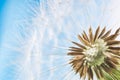Dandelion abstract blue background. Shallow depth of field. Royalty Free Stock Photo