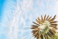 Dandelion abstract blue background. Shallow depth of field. Royalty Free Stock Photo