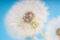 Dandelion abstract blue background. Shallow depth of field. Royalty Free Stock Photo