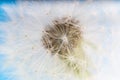 Dandelion abstract blue background. Shallow depth of field. Royalty Free Stock Photo