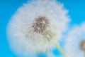 Dandelion abstract blurred background. White blowball over blue sky. Royalty Free Stock Photo