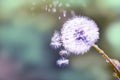 Dandelion abstract blurred bokeh background. Shallow depth of field close-up, design element. blue and green.drops of dew,rain in Royalty Free Stock Photo