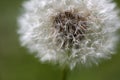 Dandelion abstract closeup, tranquil art scene