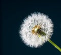 Dandelion abstract dark blue background. Shallow depth of field. Royalty Free Stock Photo