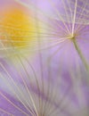 Dandelion abstract macro detail flower in violet color