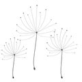 Dandelion in abstract style on white background. Vector floral background. Dandelion vector. Botany background