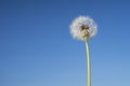 Dandelion across a clear blue sky with copy space