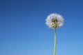 Dandelion across a clear blue sky with copy space