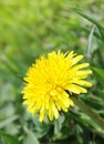 Dandelion afield Royalty Free Stock Photo