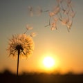 Dandelion against the backdrop of the setting sun Royalty Free Stock Photo