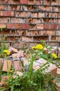 dandelion against the background of an old destroyed brick wall as a concept of vitality Royalty Free Stock Photo