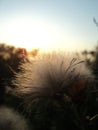 Dandelion against the background of sunset Royalty Free Stock Photo