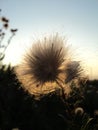 Dandelion against the background of sunset