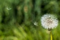 Dandelion against a blurred, green background with two flying parachutes Royalty Free Stock Photo