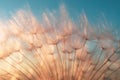 Dandelion seed came off the flower.