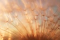 Dandelion seed came off the flower.