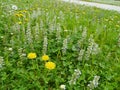 Dandelion and Ajuga reptans flowers in spring