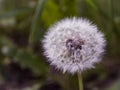 dandelion Royalty Free Stock Photo