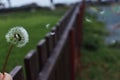 Dandelion on amazing background