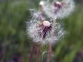 Dandelion is an amazing plant. Fragile, light and airy.