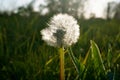 Dandelion Royalty Free Stock Photo