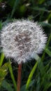 Dandelion as a symbol of the passing summer